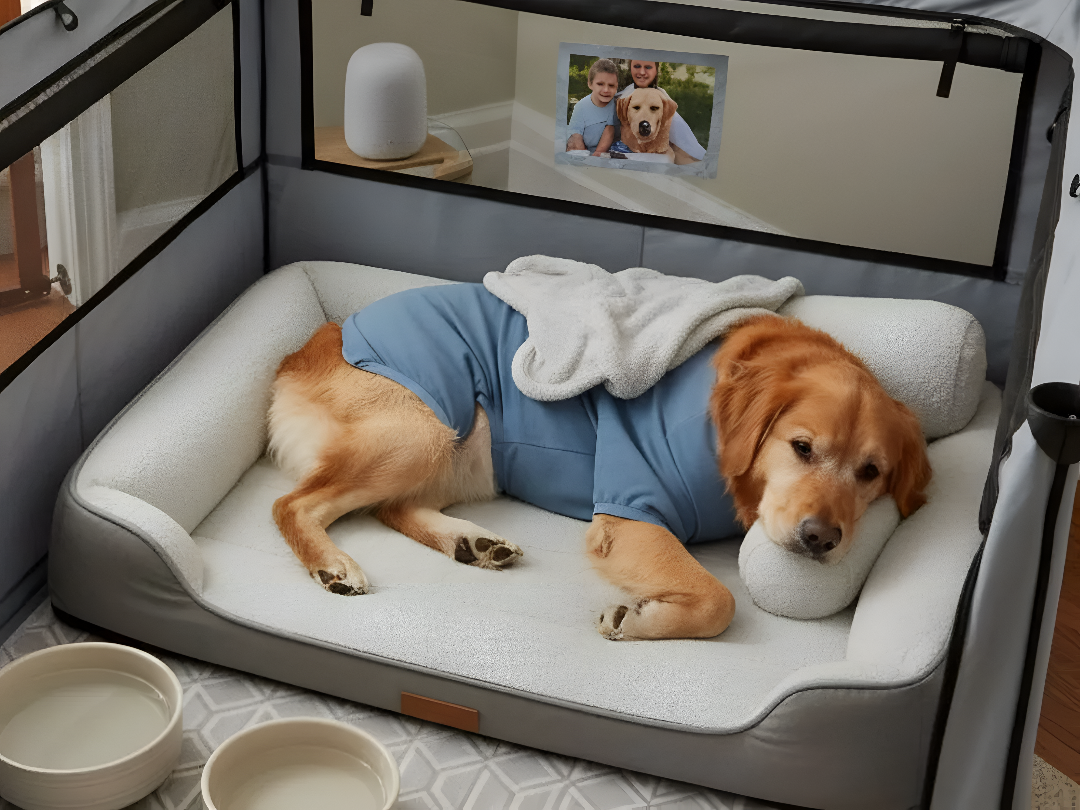 Creating a Comfortable Sleeping Space for Pets